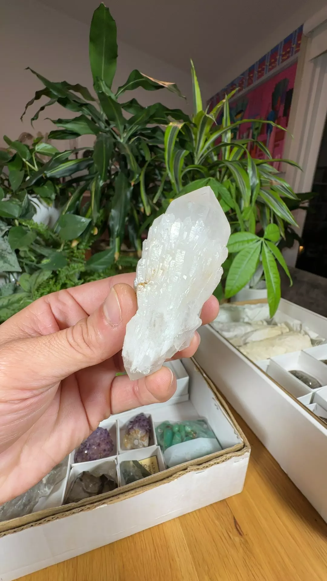plant/Candle Quartz-0
