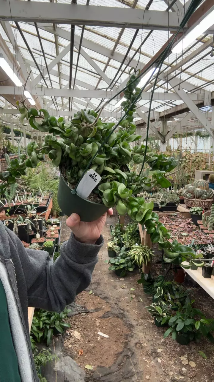 plant/H985 compacta green-0