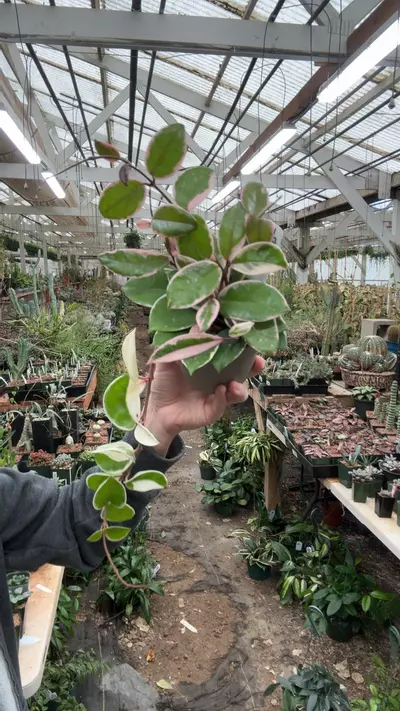 plant/H953 carnosa flamingo dream-0-thumbnail