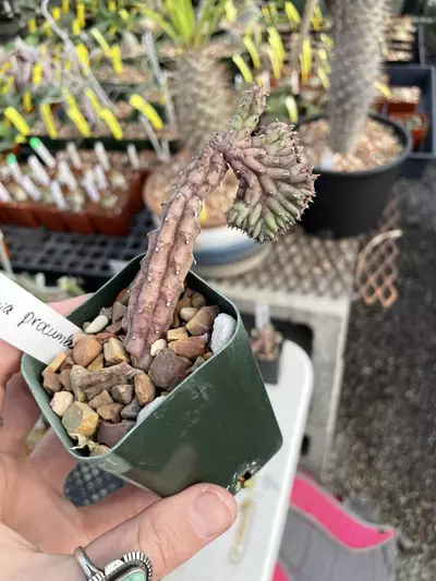 plant/Huernia procumbens hybrid, cresting-0-thumbnail