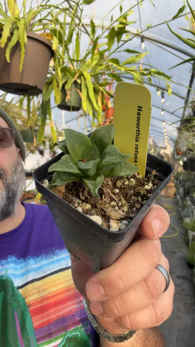 plant/H retusa v solitaria-0-thumbnail