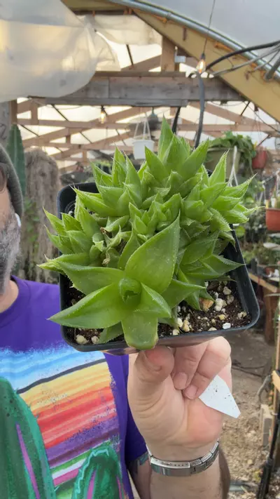 plant/H planifolia x triebneriana 4”-0-thumbnail