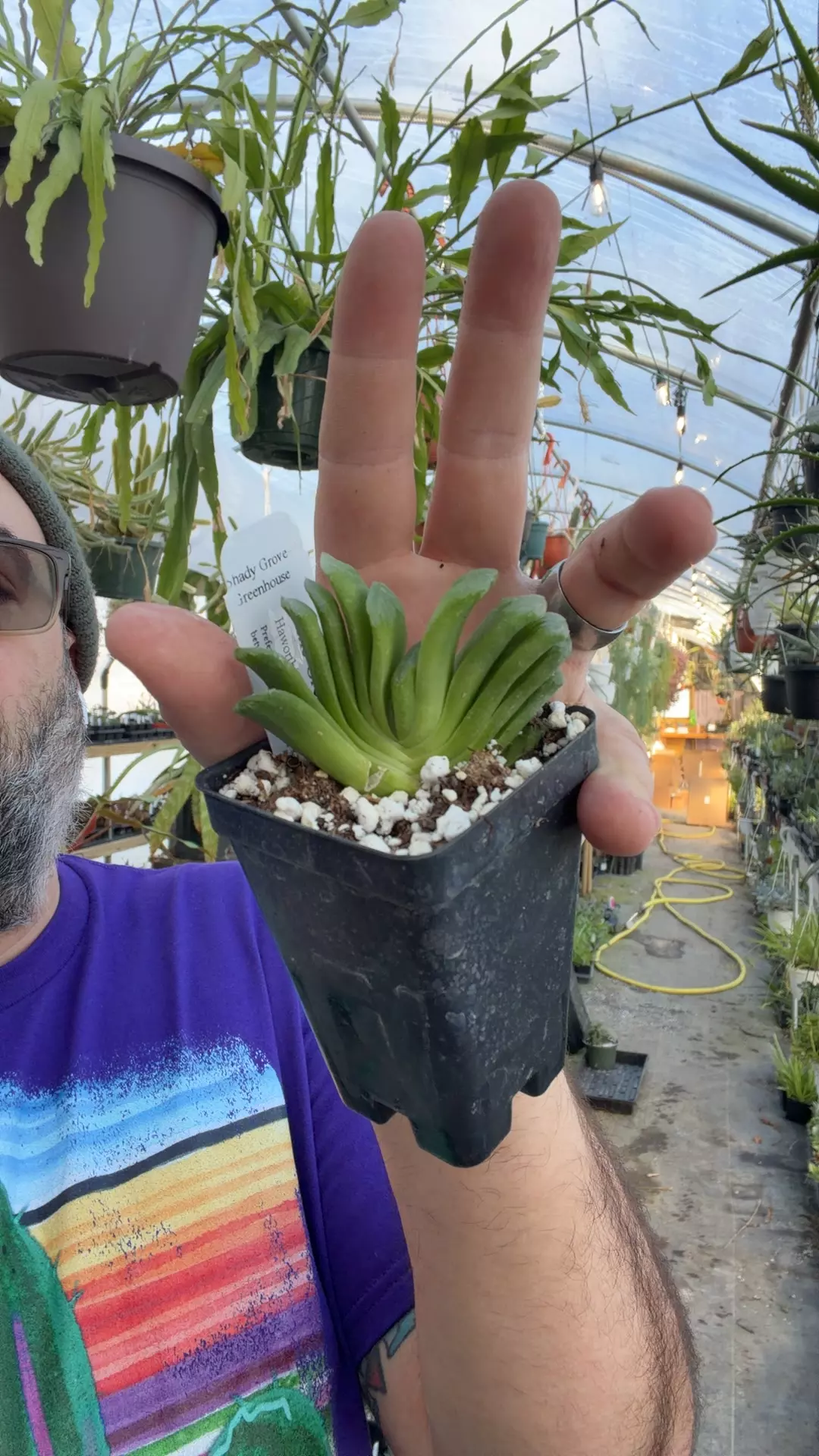 plant/‘Lime Green’ Haworthia truncata-0