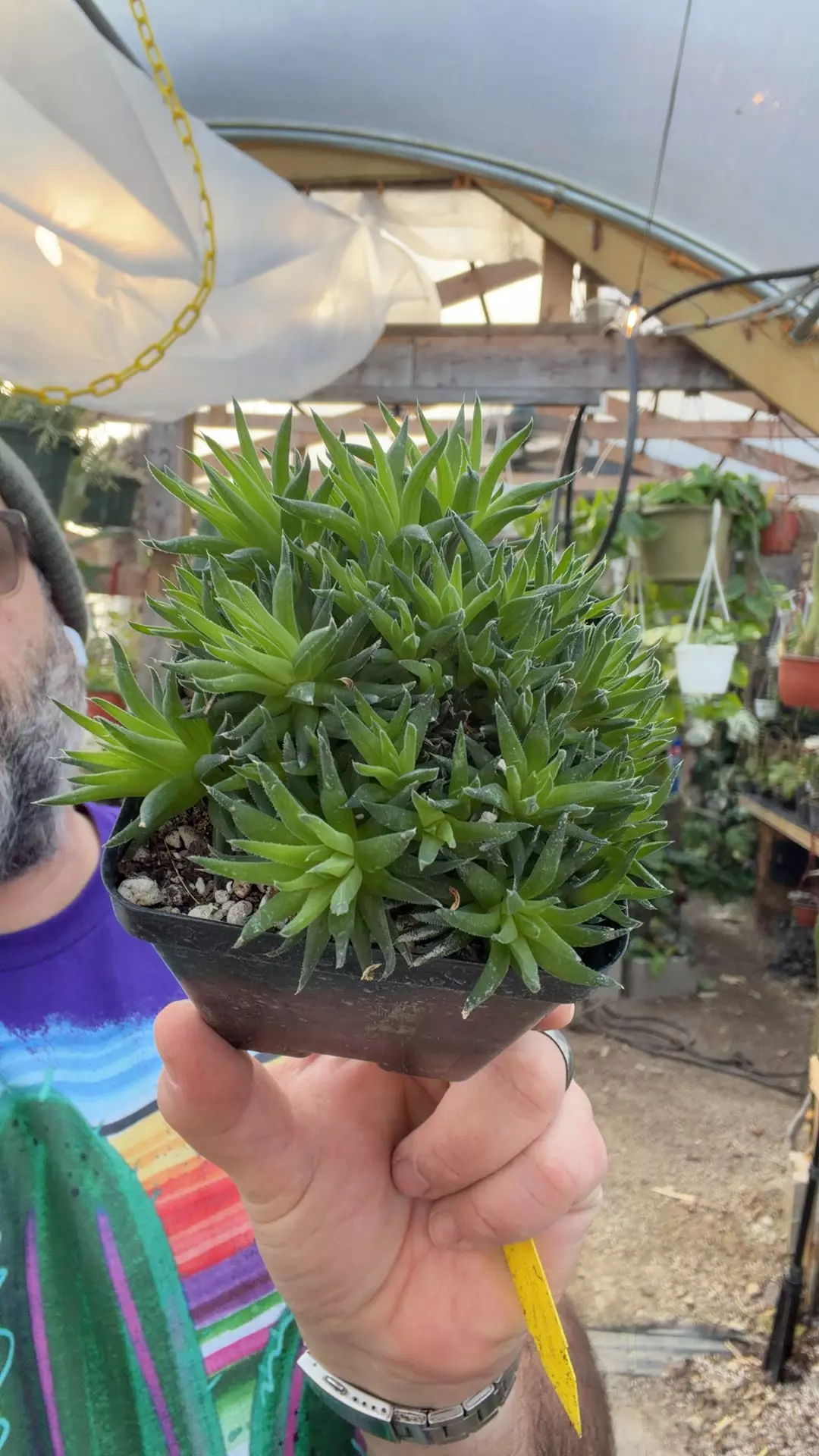 plant/H divergens 4”-0