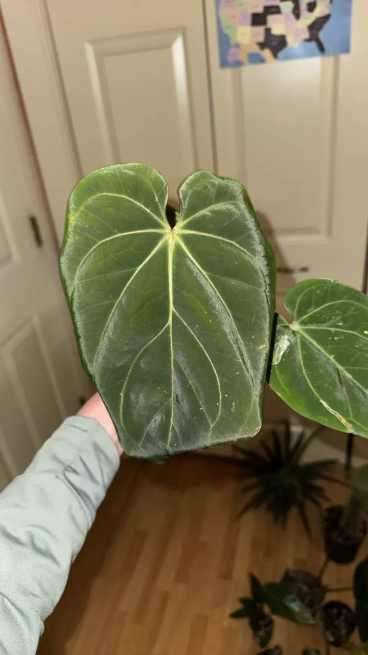 plant/KOS x Windy dress. HOLDBACK-0