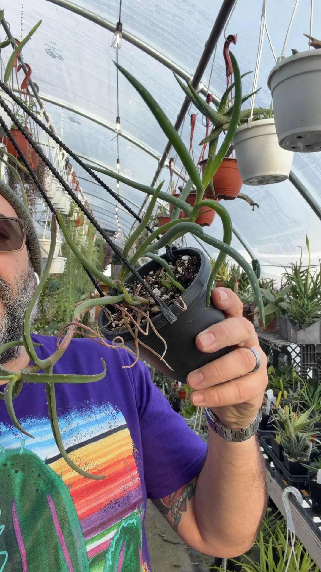 plant/Aloe millotti 4” basket-0