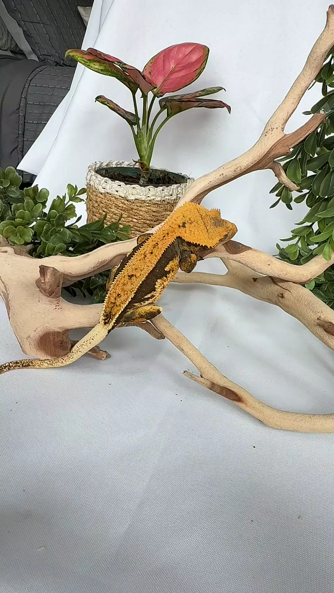 plant/Softscale Tangerine Female-4