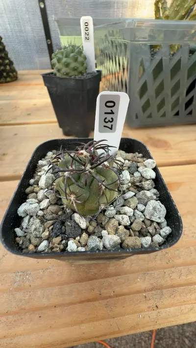 plant/0137 Copiapoa Echinoides-0-thumbnail