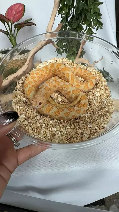 plant/RTB sunburst male-0-thumbnail