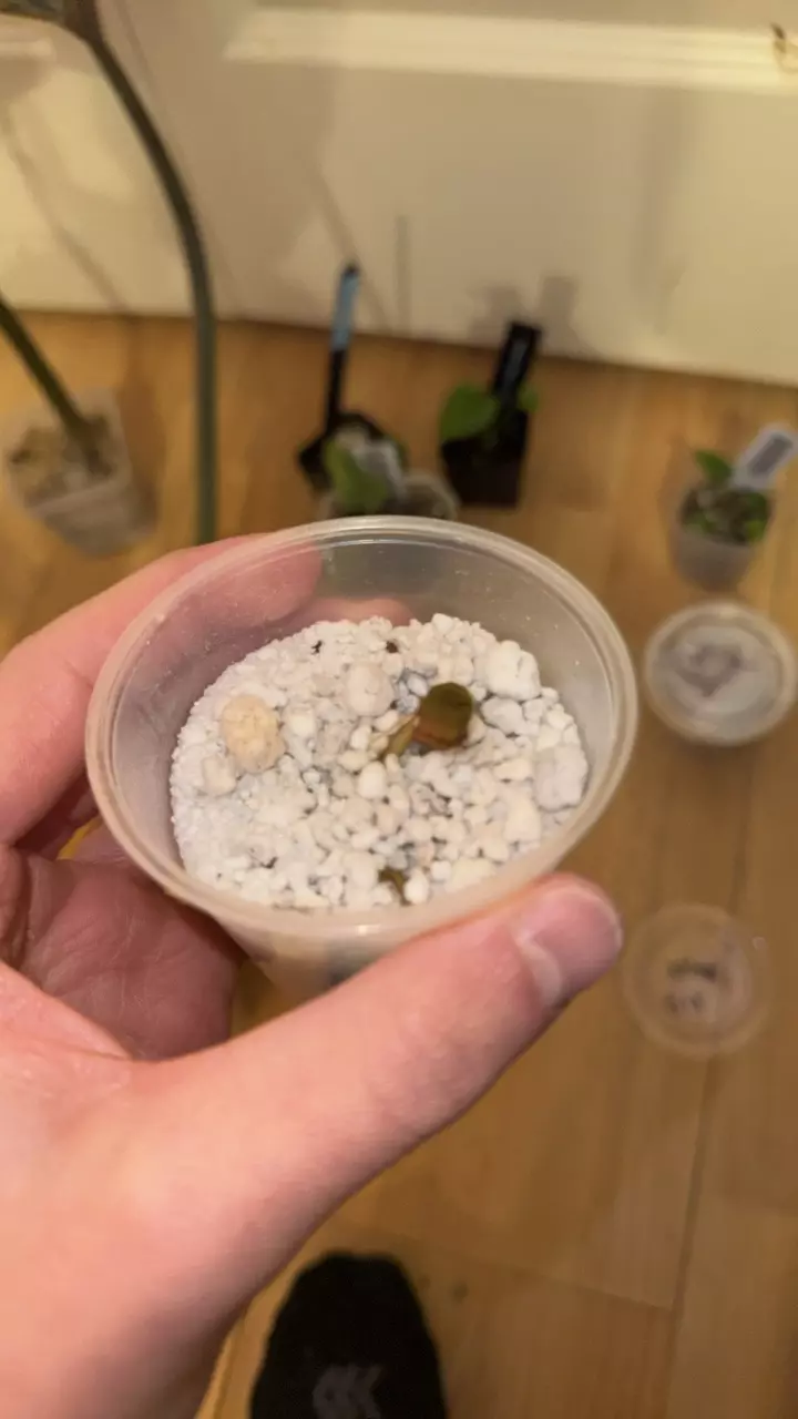 plant/Red of Java FRESHY-0