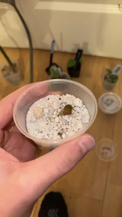 plant/Red of Java FRESHY-0-thumbnail