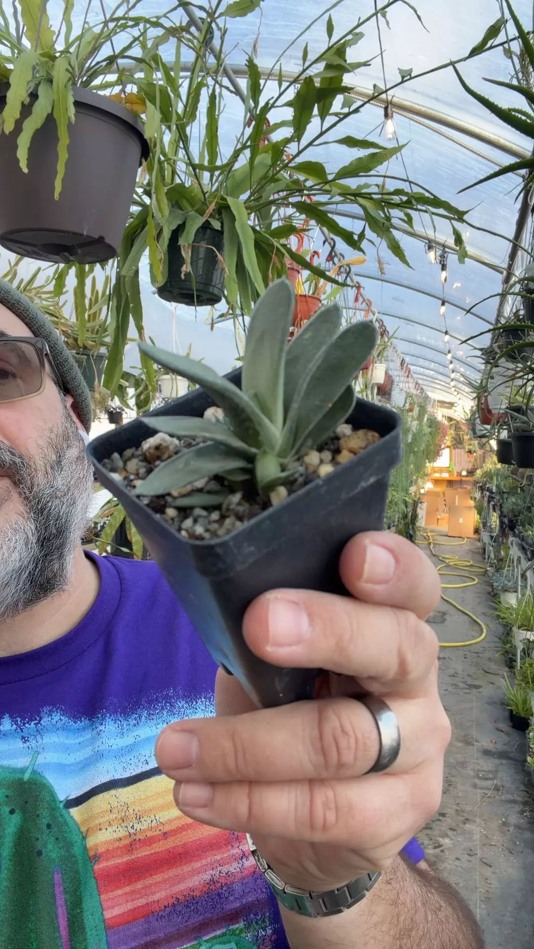 plant/Gasteria ‘Platinum’ 2.5”-0