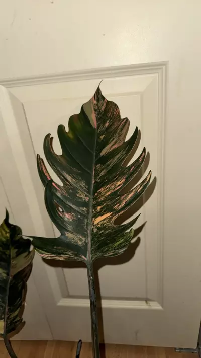 plant/Caramel marble FRESHY and ROOTED #2-0-thumbnail