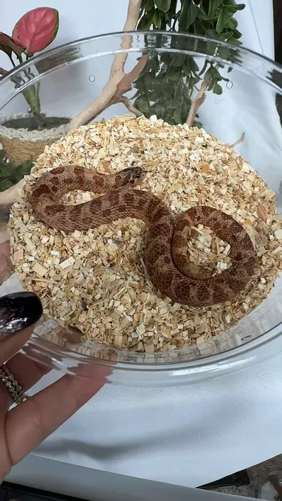 plant/Sunburst chimera-0-thumbnail