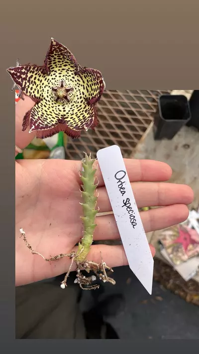 plant/Orbea speciosa-0-thumbnail