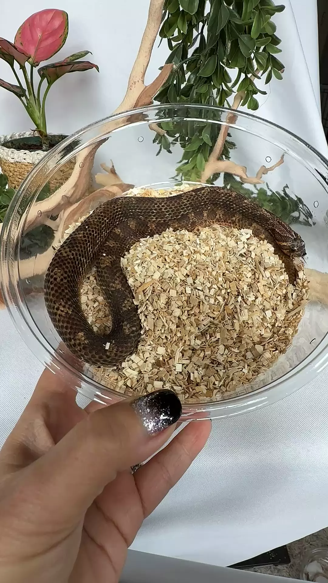 plant/RTB sable het sunburst-0