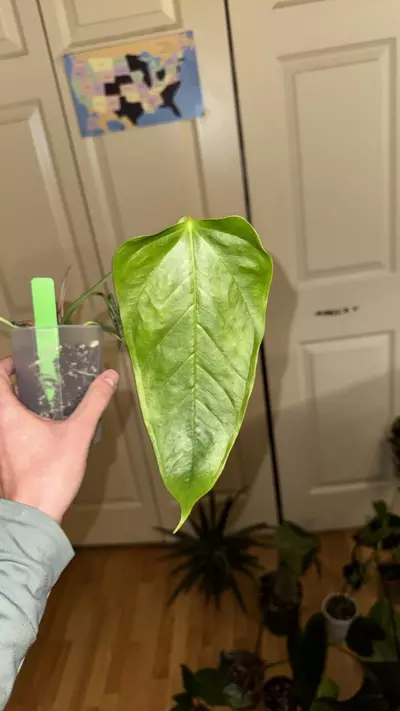 plant/effusilobum-0-thumbnail