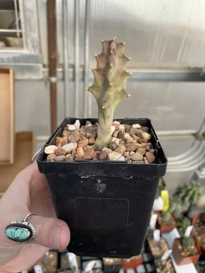 plant/Orbea melanantha-0-thumbnail