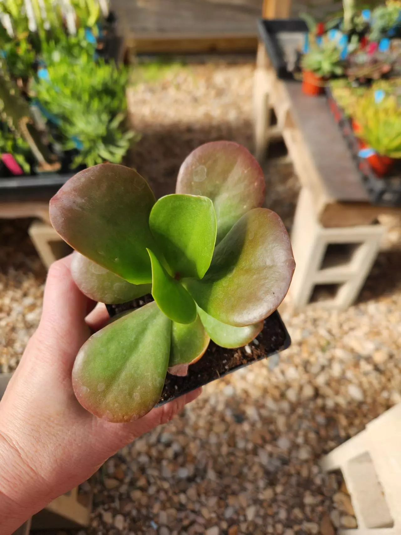 plant/Kalanchoe "Dragonfire"-0