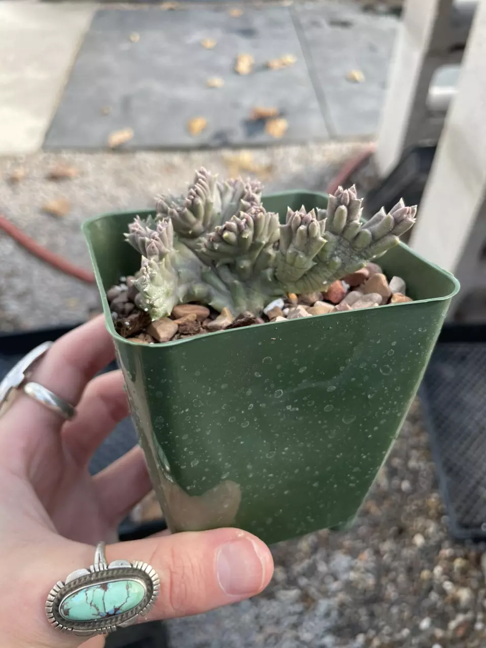 plant/crested Orbea variegata-2