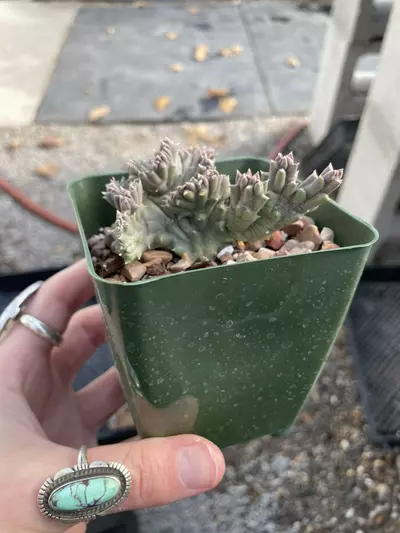 plant/crested Orbea variegata-2-thumbnail