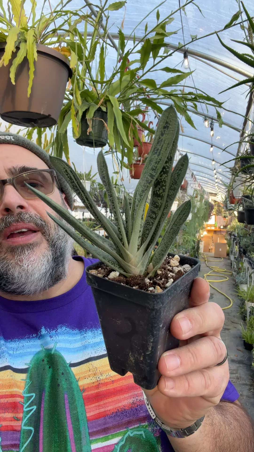 plant/Gasteria ‘Little Warty’-0