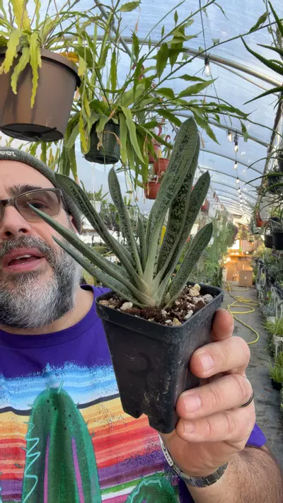 plant/Gasteria ‘Little Warty’-0-thumbnail