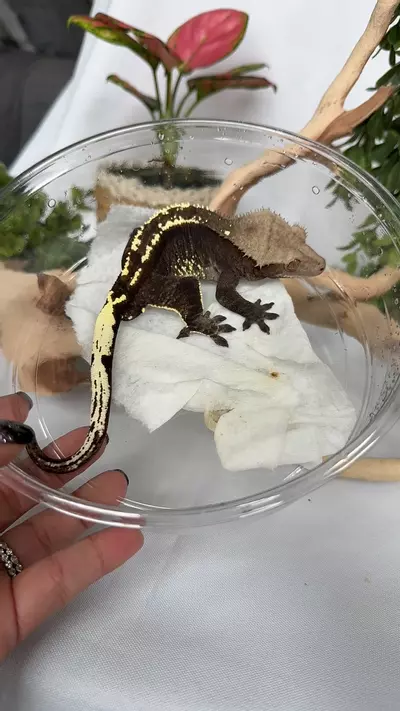 plant/Just Cappin’-1-thumbnail