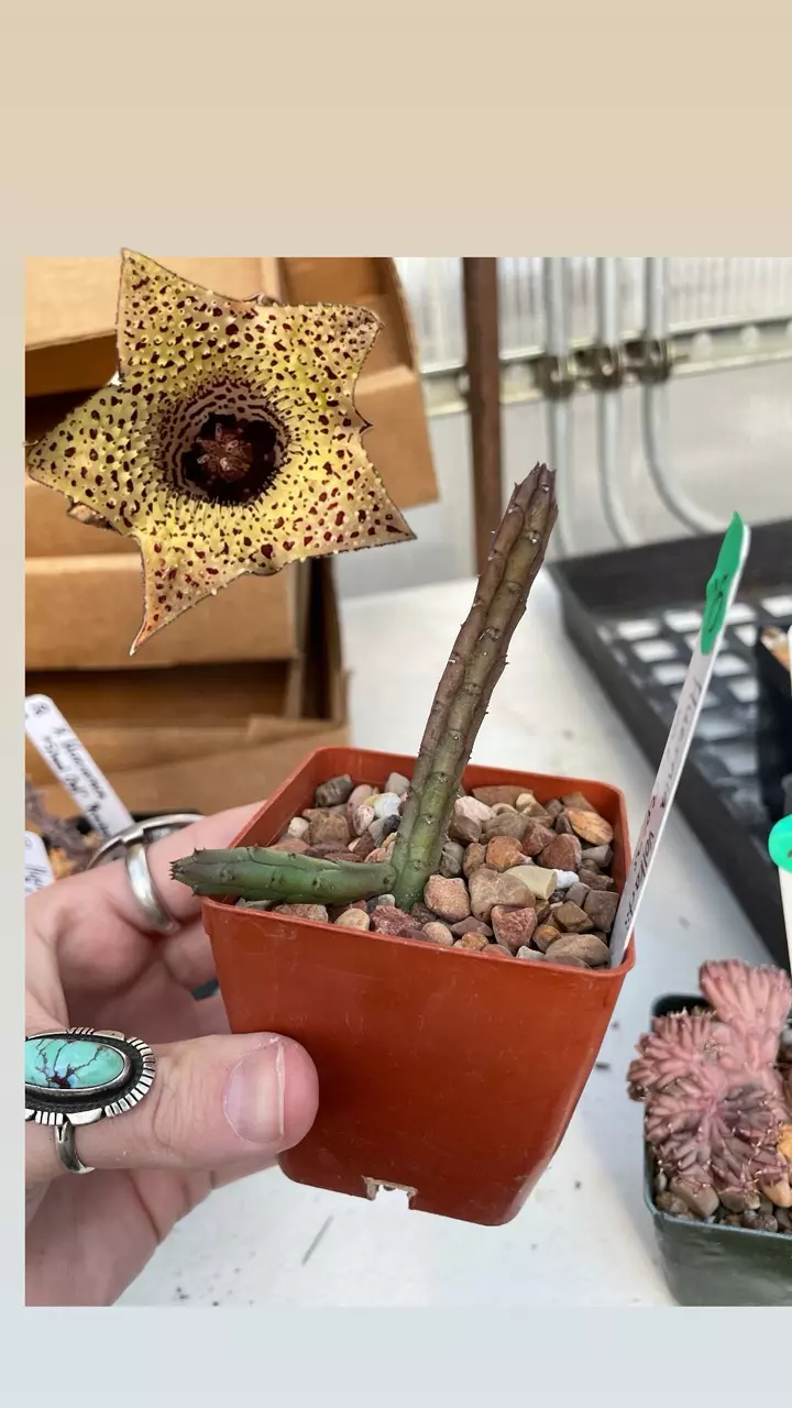 plant/Huernia volkartii var. repens-0