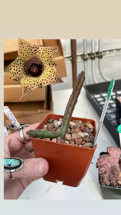 plant/Huernia volkartii var. repens-0-thumbnail
