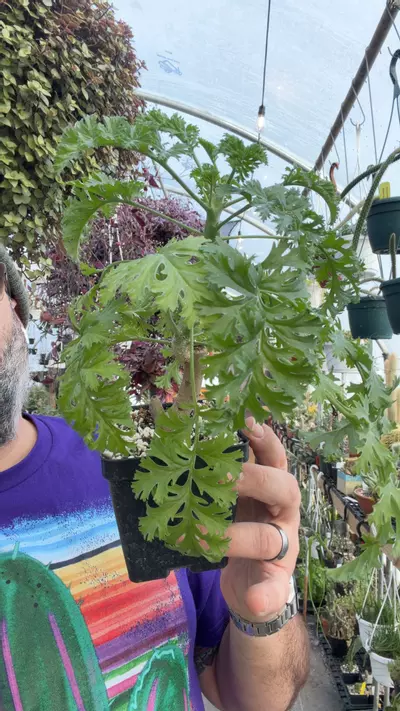 plant/Pelargonium dasyphyllum 4”-0-thumbnail