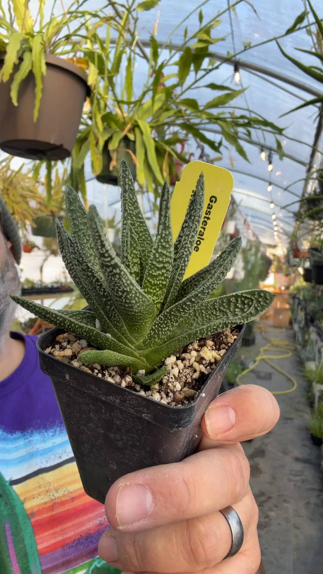 plant/Gasteraloe ‘White Pearl’-0