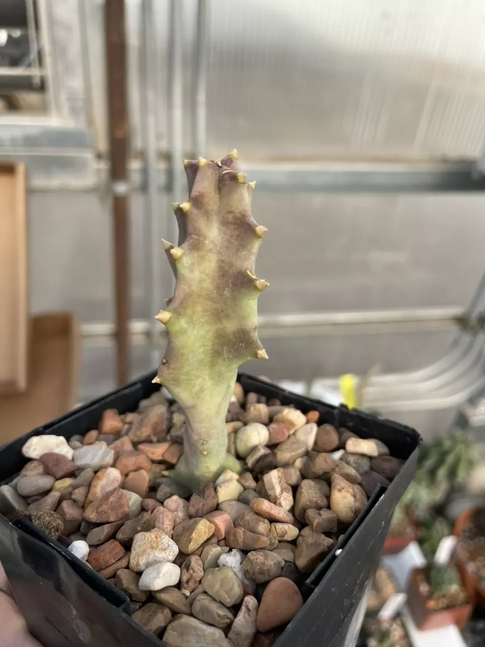 plant/Orbea melanantha-1