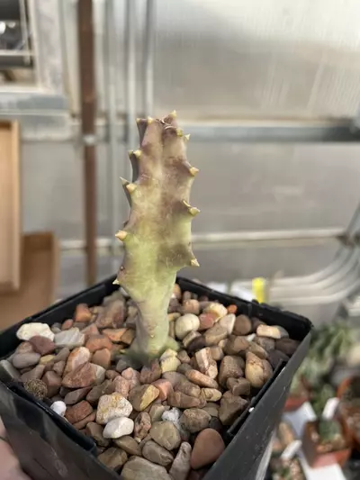 plant/Orbea melanantha-1-thumbnail