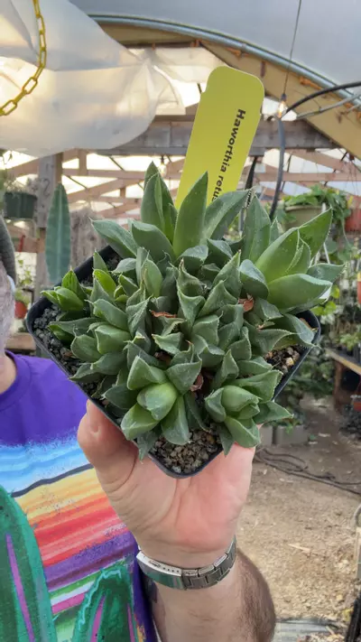 plant/H retusa 4”-0-thumbnail