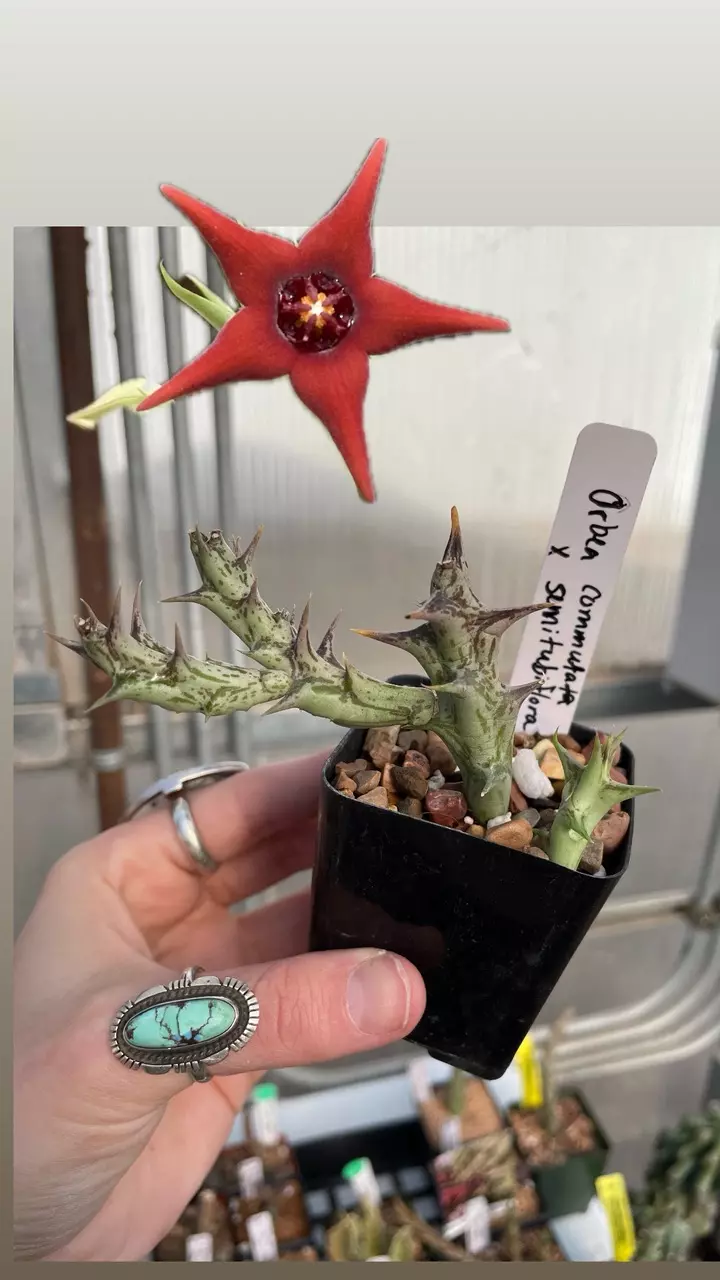 plant/Orbea commutata x Orbea semitubiflora hybrid-0