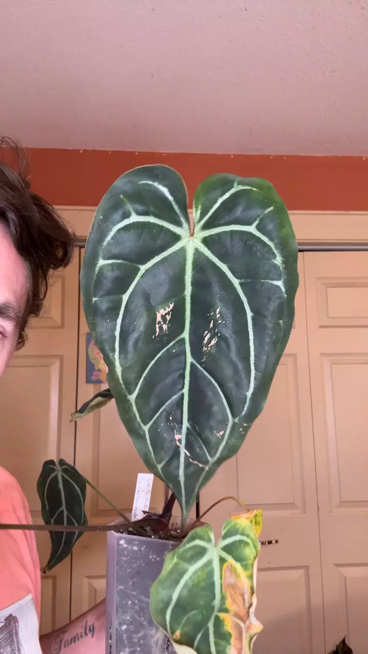 plant/DB red F2 c TA crystal black-0