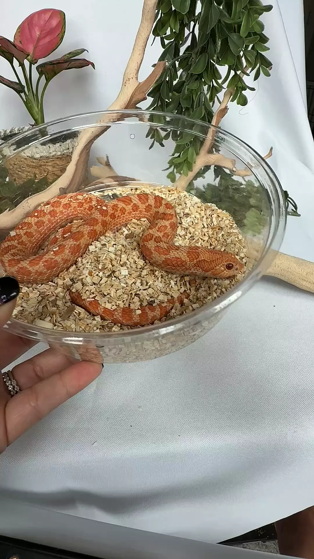 plant/almost RTB Harbin Extreme Red Sunburst female-0