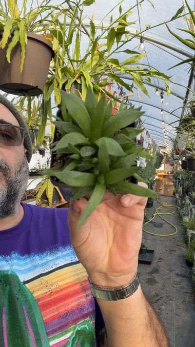 plant/H heidelbergensis 2.5”-0-thumbnail