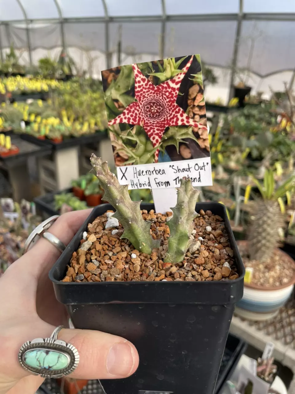 plant/Huerorbea X “Shout Out,” Thai hybrid from Pranburi Nursery-0