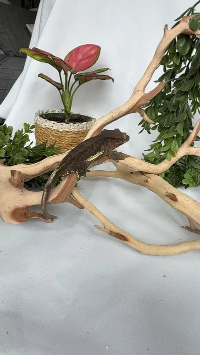 plant/Dark Phantom Lilly-1-thumbnail