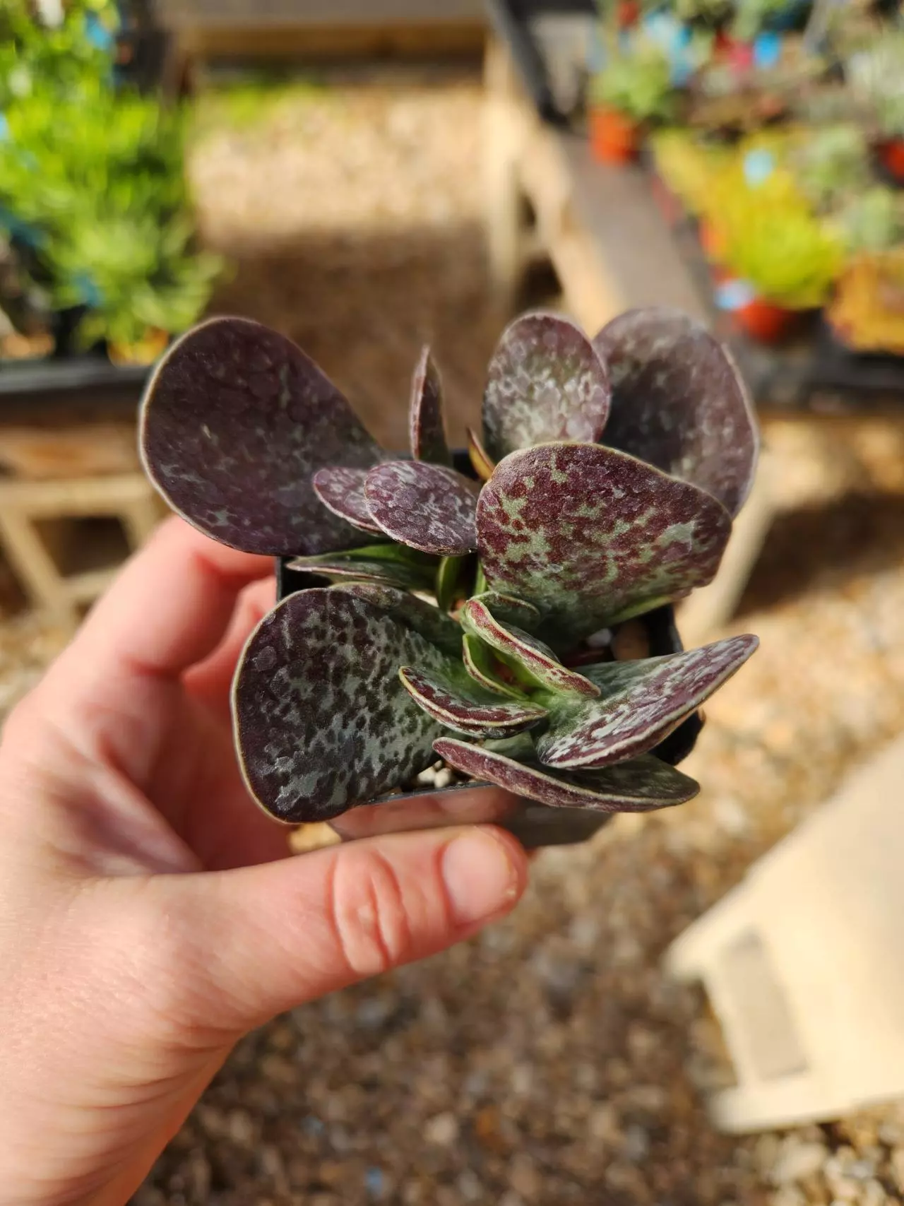 plant/Adromischus maculatus-0