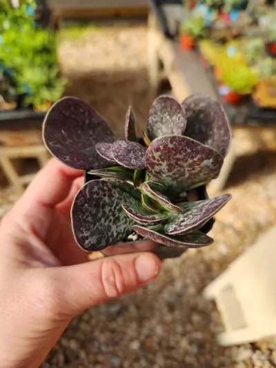 plant/Adromischus maculatus-0-thumbnail