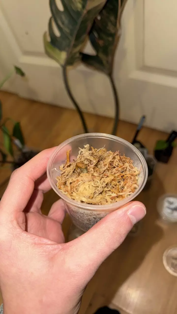 plant/Red of Java FRESHY-0