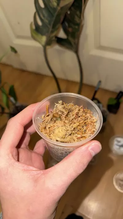 plant/Red of Java FRESHY-0-thumbnail