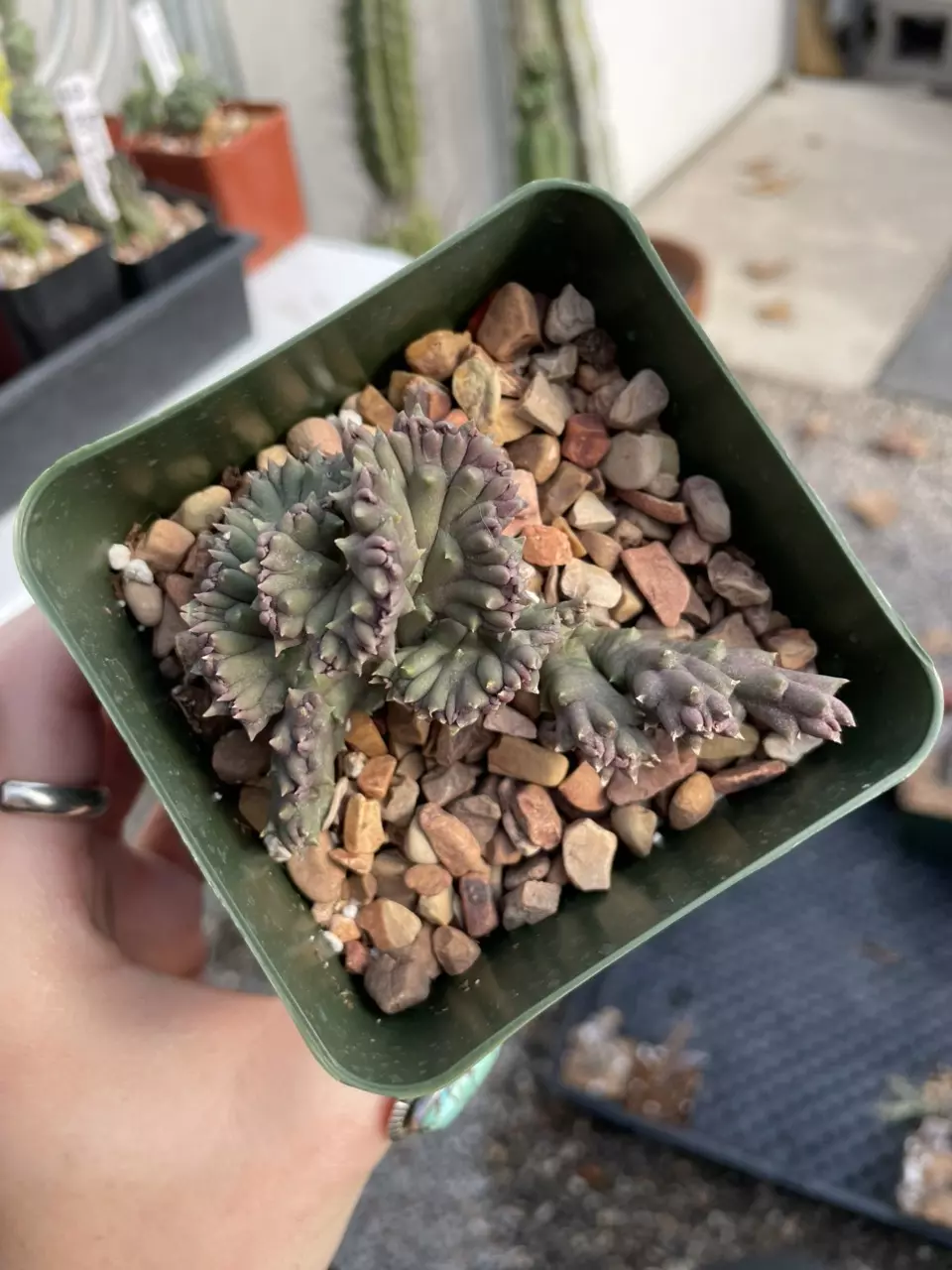 plant/crested Orbea variegata-1