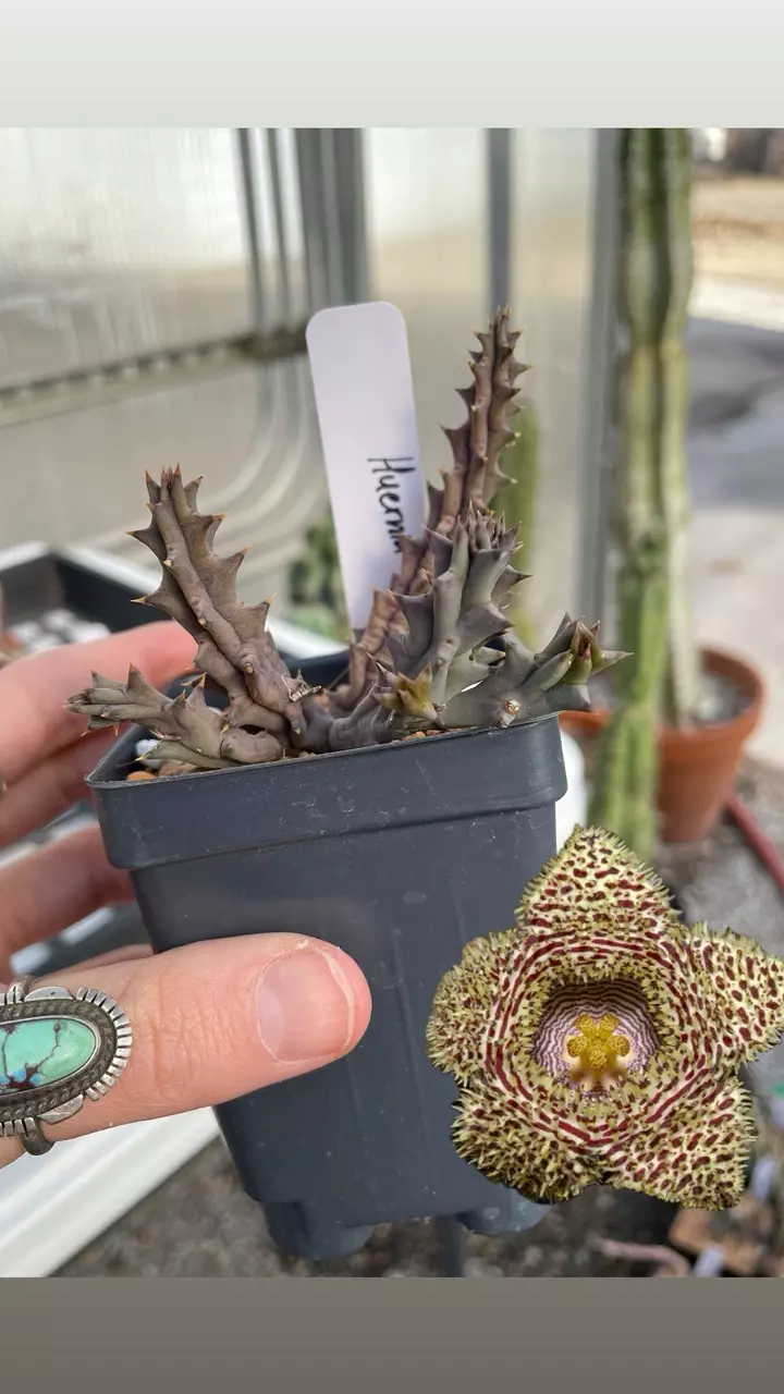 plant/Huernia hystrix-0