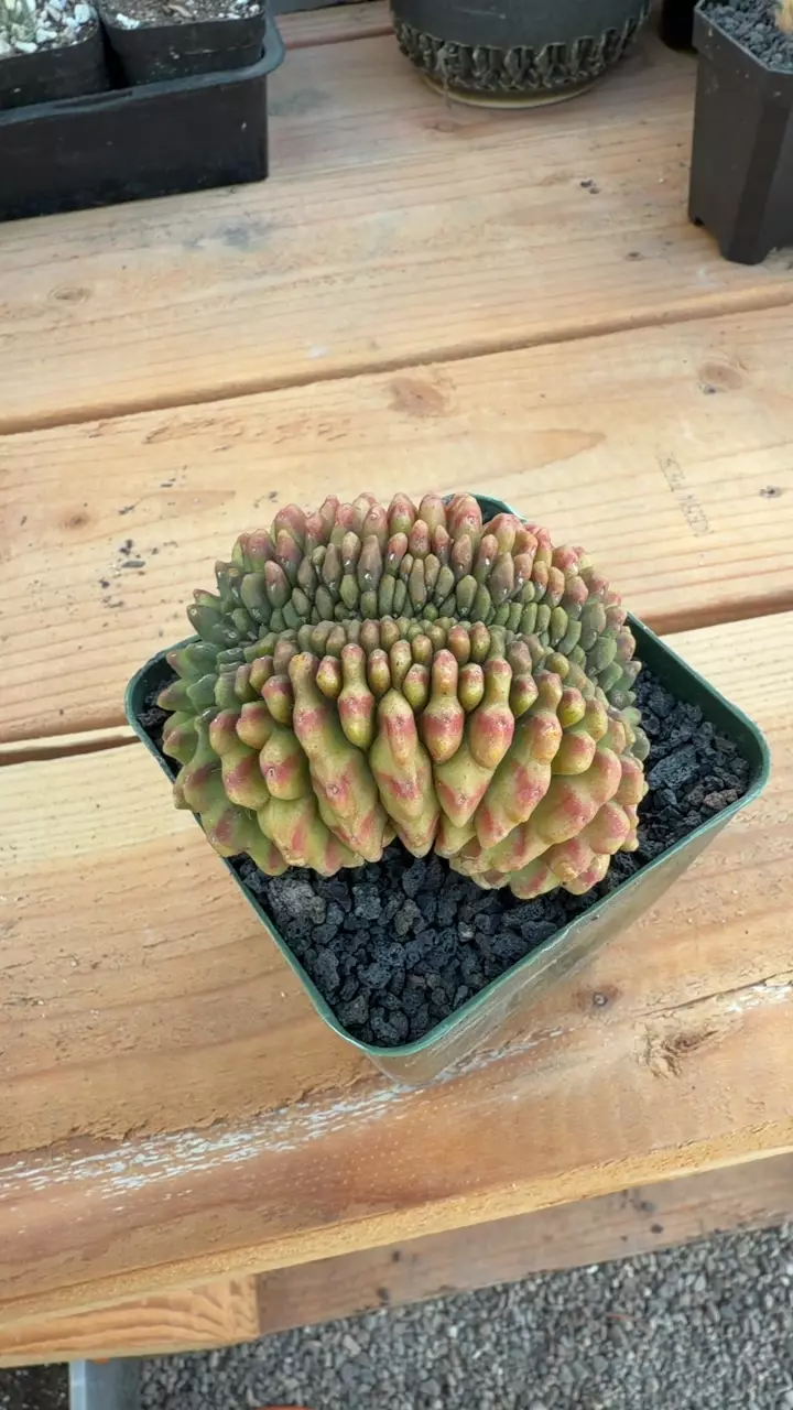 plant/GYMNOCALYCIUM INERMIS CREST SPECIMEN-0