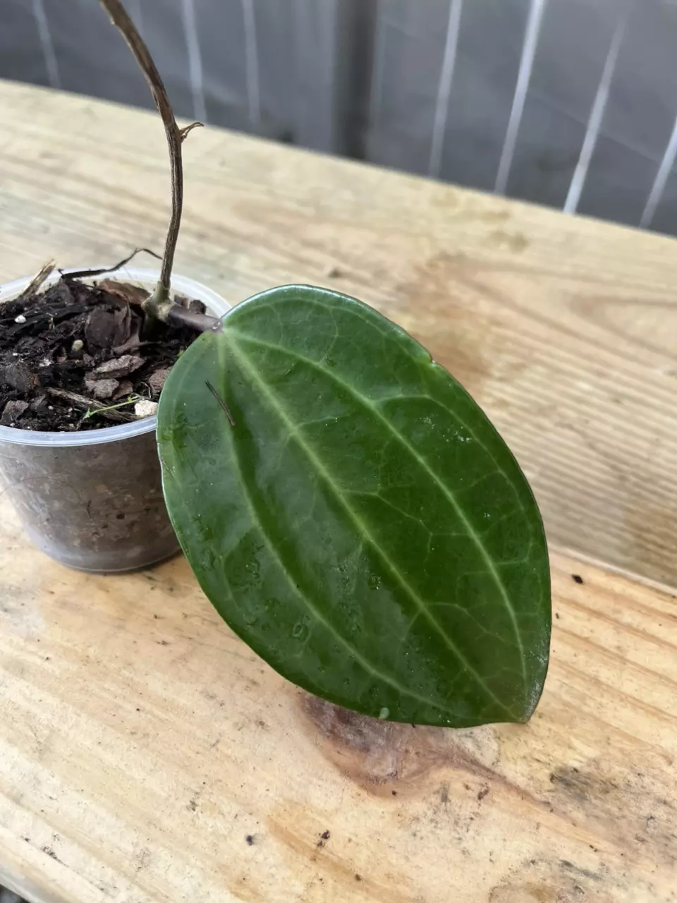 plant/Hoya Latifolia Dinner Plate cutting-0