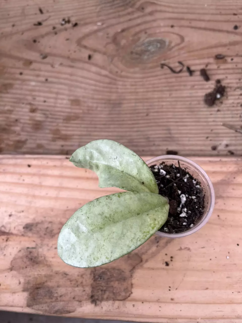 plant/Hoya nova ghost-0